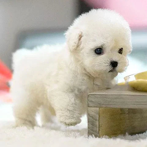 Puffi | Den søde hundehvalp uden besvær