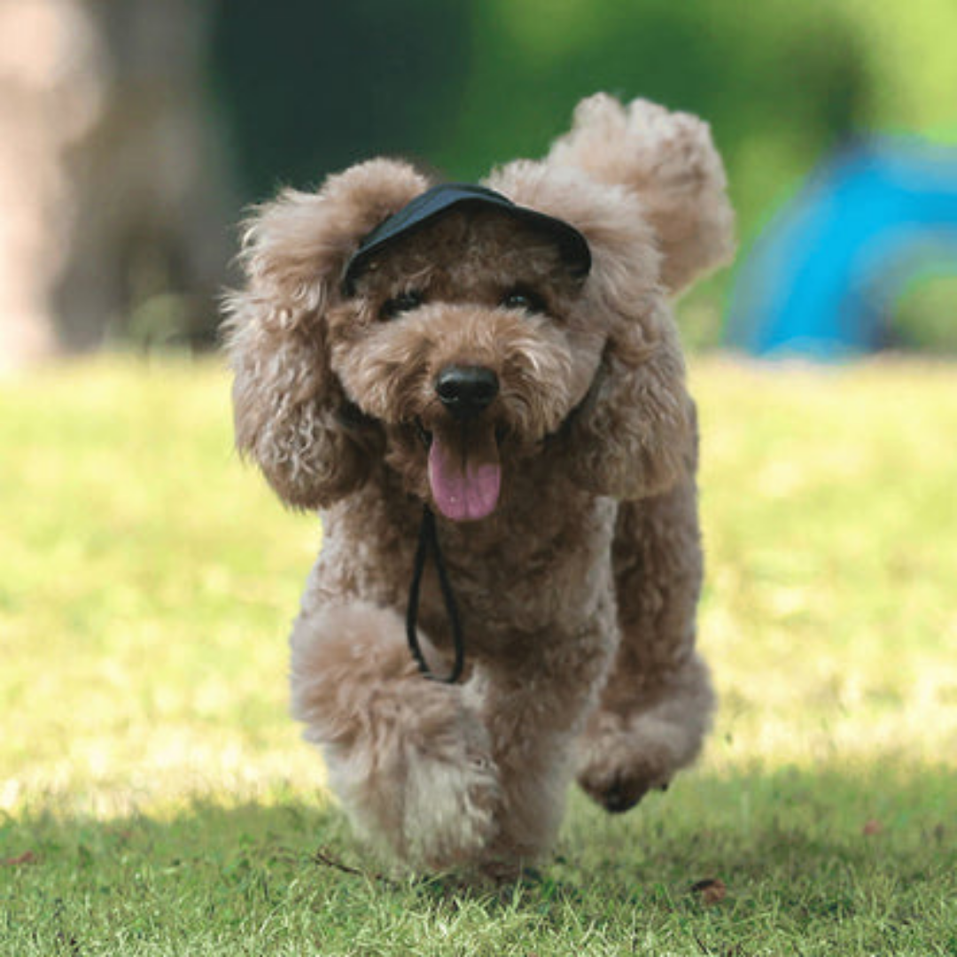 HundeHat™ | Stilfuld Solbeskyttelse Til Din Hund På Hver Gåtur
