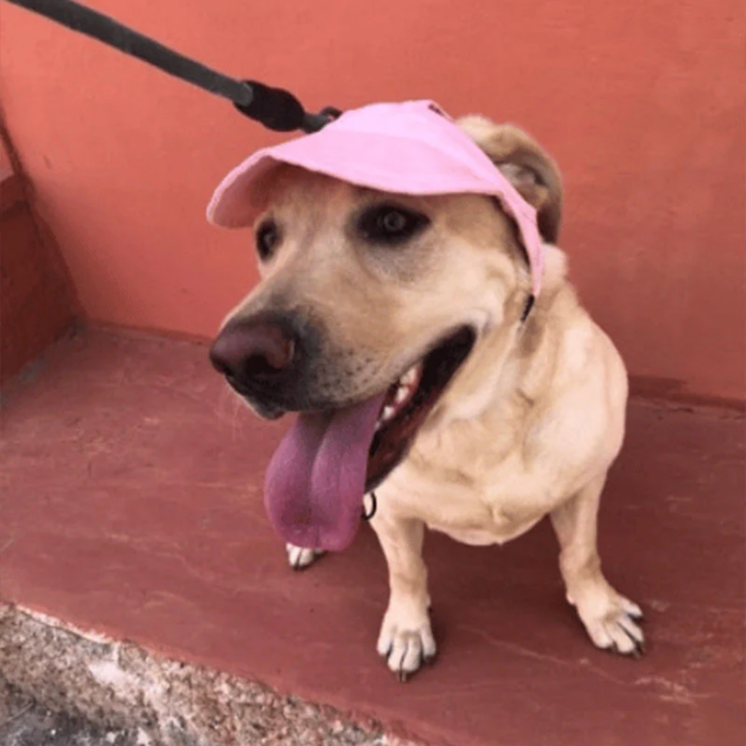HundeHat™ | Stilfuld Solbeskyttelse Til Din Hund På Hver Gåtur