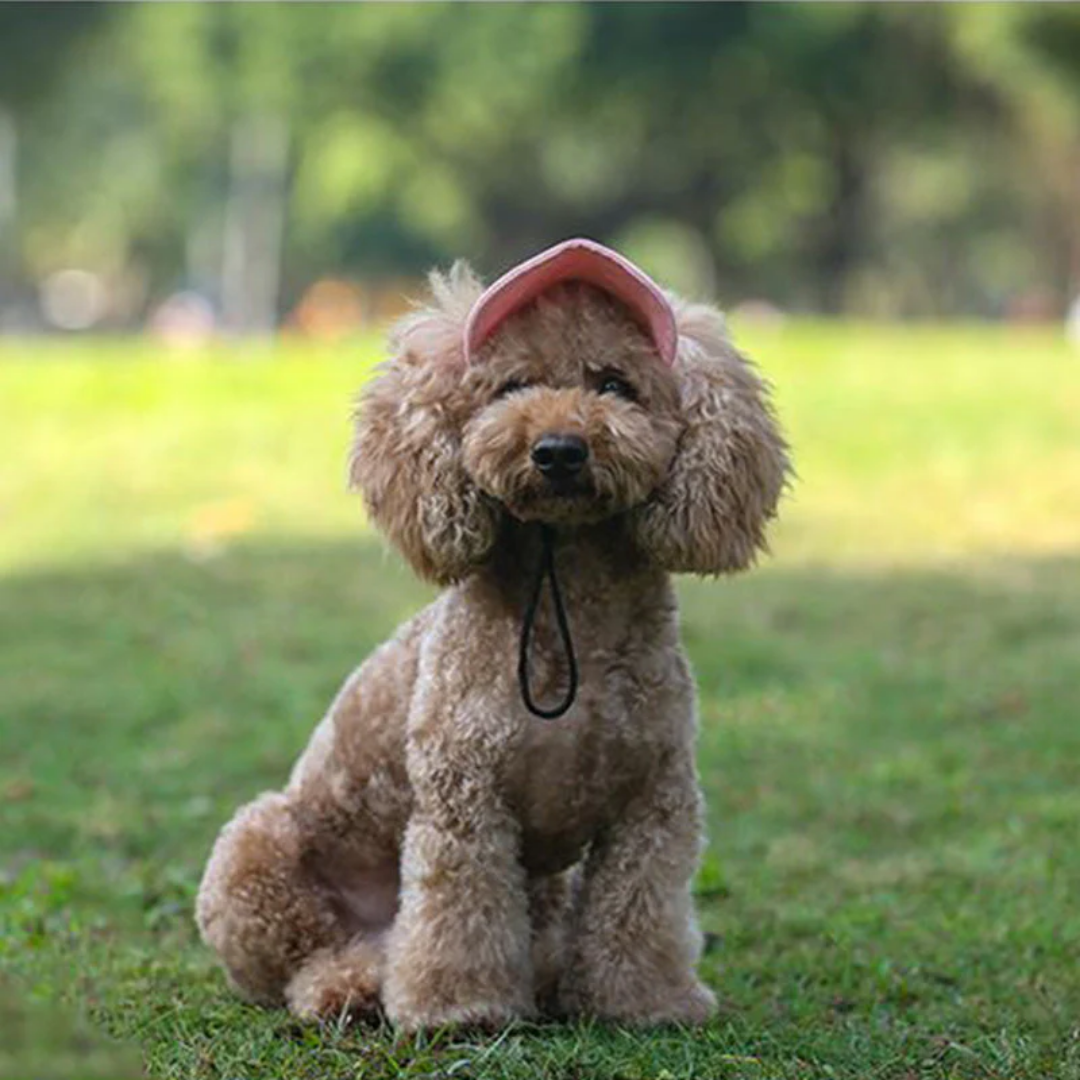 HundeHat™ | Stilfuld Solbeskyttelse Til Din Hund På Hver Gåtur