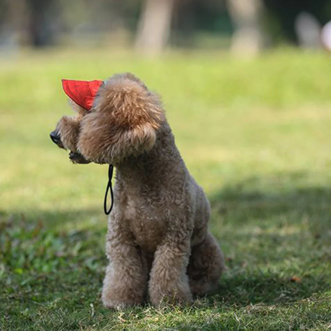 HundeHat™ | Stilfuld Solbeskyttelse Til Din Hund På Hver Gåtur