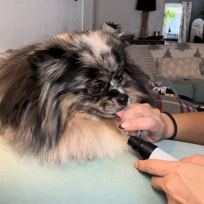 PetKlip™ | USB-genopladelig neglesliber til kæledyr – Støjsvag elektrisk negletrimmer til hunde og katte, perfekt til potepleje og klipning