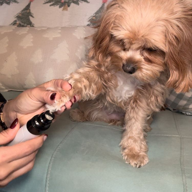 PetKlip™ | USB-genopladelig neglesliber til kæledyr – Støjsvag elektrisk negletrimmer til hunde og katte, perfekt til potepleje og klipning