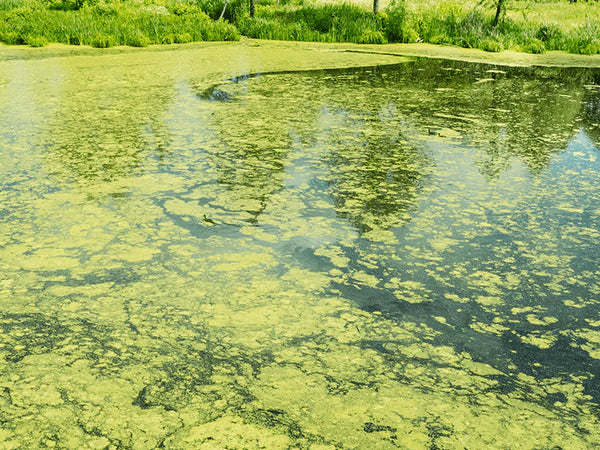 Fast algae bloom