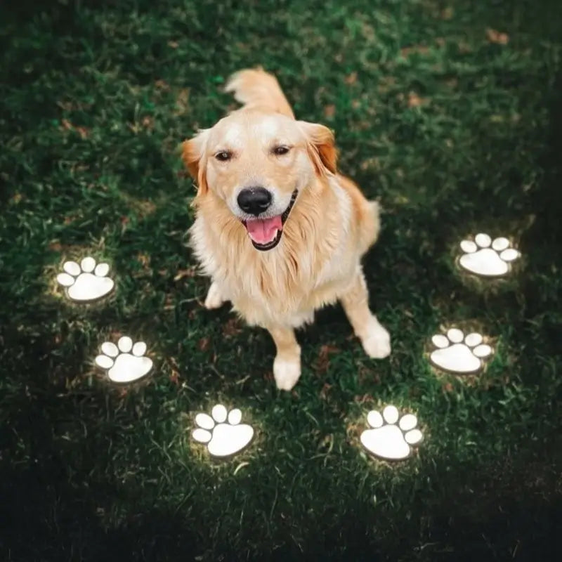 PawPrint Lys™ | Lad haven gløde med kærlighed – ét poteprint ad gangen!